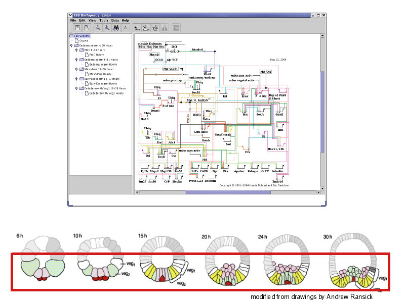 Root Model