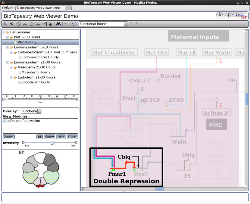 BioTapestry Web Viewer: Full Feature Support