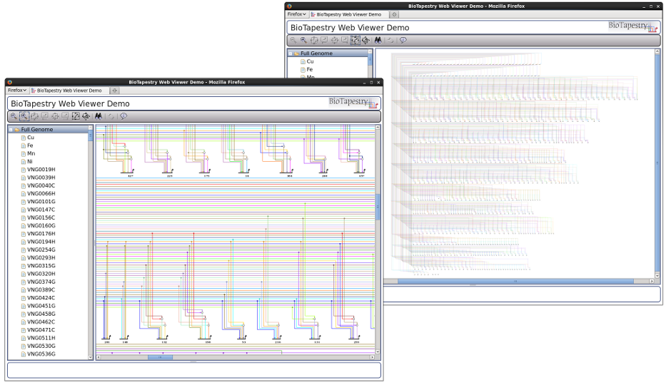 BioTapestry Web Viewer: Large Network With Detail