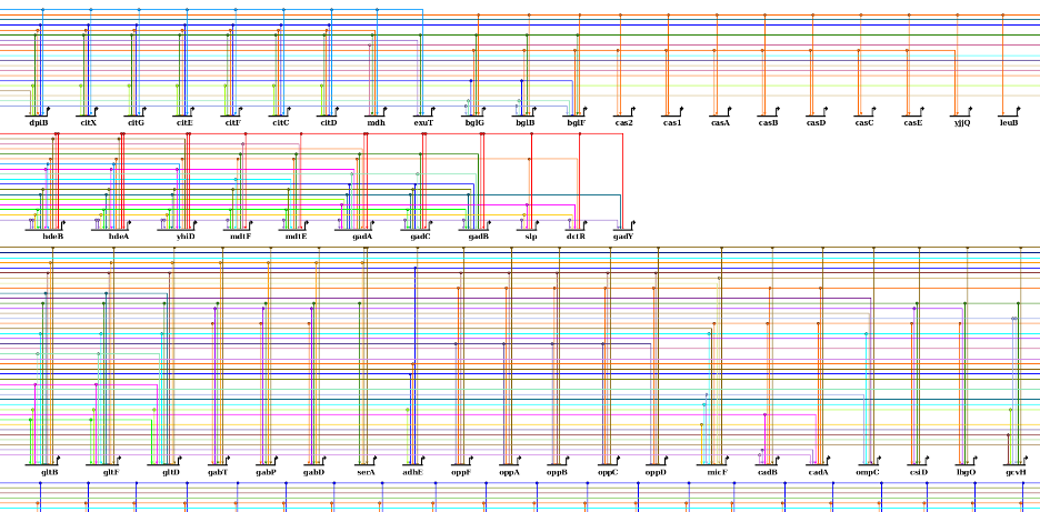 BioTapestry: Order Targets by In-degree and Source