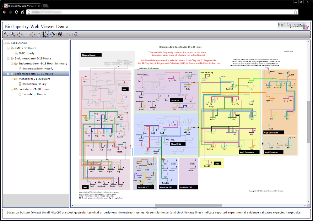 BioTapestry Web Viewer: Chrome On Windows